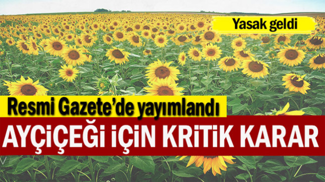 Ayçiçeği için kritik karar