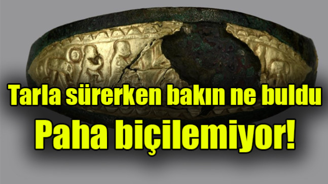 Tarla sürerken buldu, paha biçilemiyor!