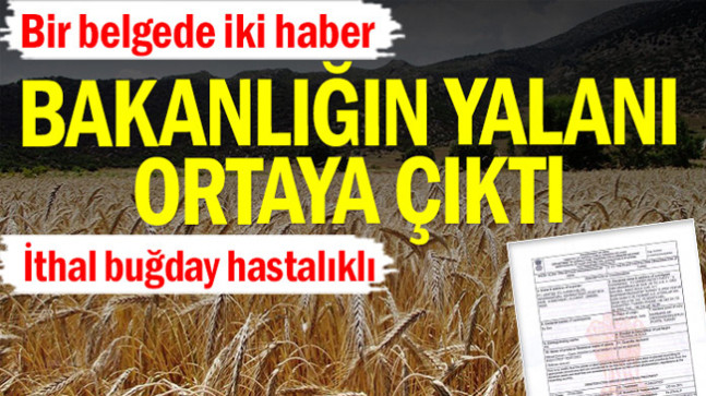 Bakanlığın yalan ortaya çıktı… İthal buğday hastalıklı