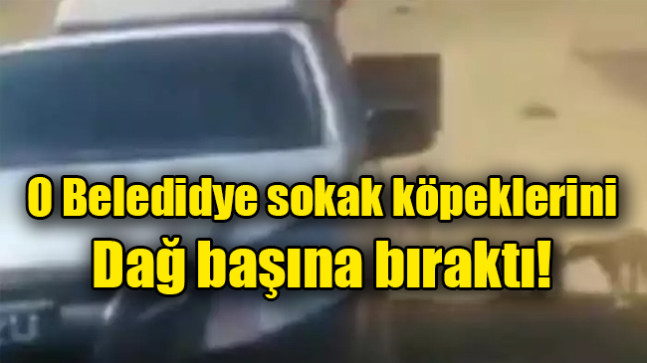O belediye sokak köpeklerini dağ başına bıraktı