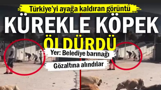 Türkiye’yi ayağa kaldıran görüntü: Kürekle köpek öldürdü